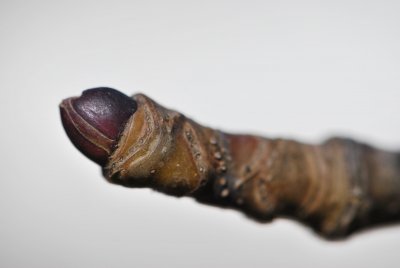 Kalopanax pictus - kalopanax pesrtý - zimní pupen apikální